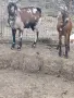Продавам млада млечна коза., снимка 3