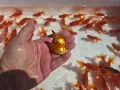 Златни рибки 1,30 евро., снимка 4