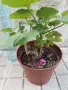 Комплект Мушкато 10 бр - 7 цвята- 15 €, снимка 10
