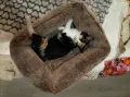 Подарявам малки котенца, снимка 5