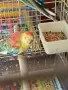 продавам папагали , снимка 8