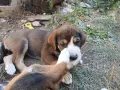 Подарявам малки кученца, снимка 2