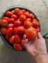 Домати Рома сорт Челси, снимка 1