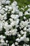 Филаделфус или още Булченски венец, Philadelphus Minnesota Snowflake, снимка 3