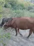 Продават се 2 юници, и двете са на първо отелване., снимка 2