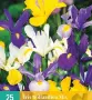 ЛУКОВИЦИ Ирис, Анемоне, Минзухар, Ранункулус, снимка 6