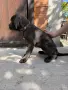Продавам кученца Кане Корсо, снимка 9