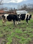 Продавам 2 Крави , снимка 2