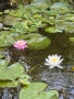 Растения за езеро ,лилии , предлагам и риби езерни , снимка 1