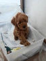  Мини пудел , снимка 10