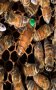 Пчелни семейства , отводки и майки 2024, снимка 1 - Други животни - 44211419