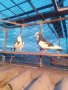 Гълъби високолетачи ПАЗАРДЖИШКИ!, снимка 15