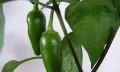 Чушка и семе от най-лютите сорт чушки в СВЕТА! Каролина Рийпър, Червено Хабанеро, Халапеньо , снимка 16
