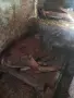 продавам крава и теле, снимка 4