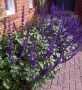 Салвия Мистично Синьо, Salvia 'Misty' blue или по-известна като Градински чай!!, снимка 3