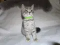 Чистокръвни британски котенца, снимка 3