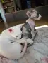 Коте Свинкс Флок , снимка 6