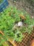 Продавам разсад домати., снимка 2