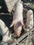 Продавам прасенца и една голяма свиня, снимка 6