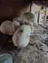 продавам кочовати зайци , снимка 10