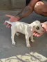 Дого Аржентино !, снимка 2