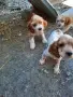 мъжки кокери на 2 месеца, снимка 5
