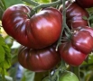 Семена за шоколадови домати., снимка 1