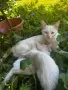 Бели котета- Турска ангора, снимка 2