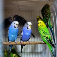 Вълнисти папагали, снимка 4 - Папагали - 44223954