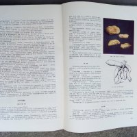 Апробация на зеленчуковите култури - 1966 г., атлас, снимка 13 - Енциклопедии, справочници - 30732567