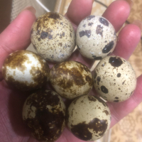 Яйца от пъдпъдъци, снимка 1 - други­ - 44647418