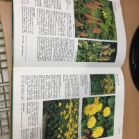 Цветна Енциклопедия - A-Z of perennials -Successful Gardening, снимка 7 - Енциклопедии, справочници - 30873235