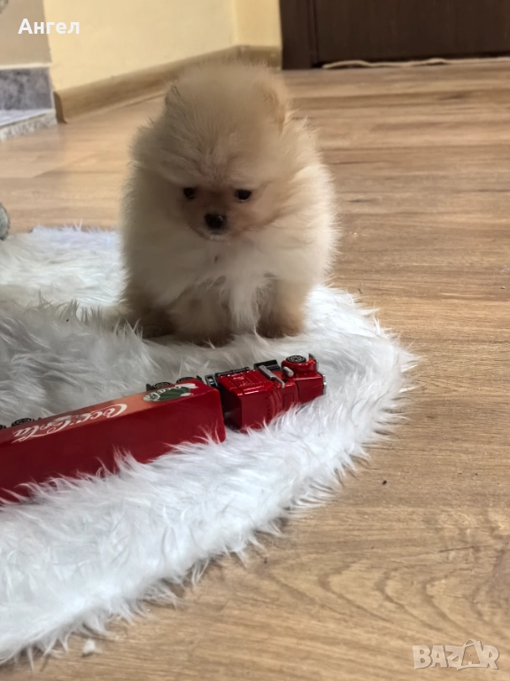 Померан, снимка 1