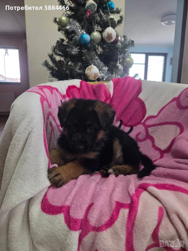 немска овчарка, снимка 1