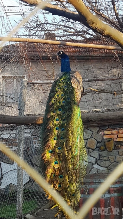 Паун мъжки 4г, снимка 1