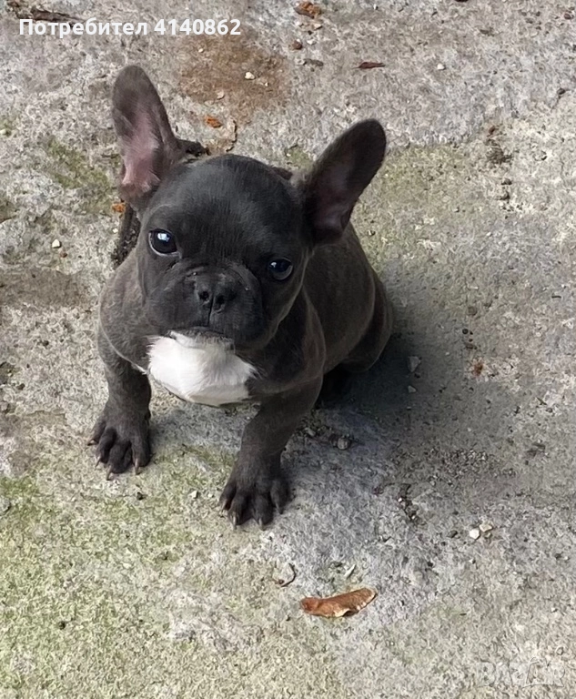 Френски булдог на 6 месеца , снимка 1