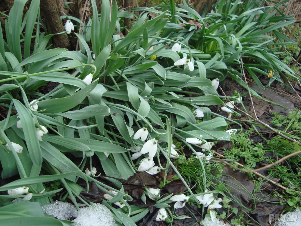 Кокиче (Galanthus), снимка 1