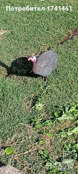 Токачки , снимка 1