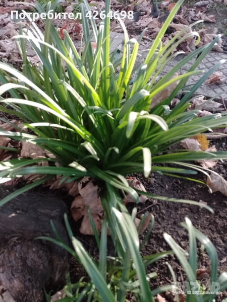 Луковици есенен минзухар - жълт , снимка 1