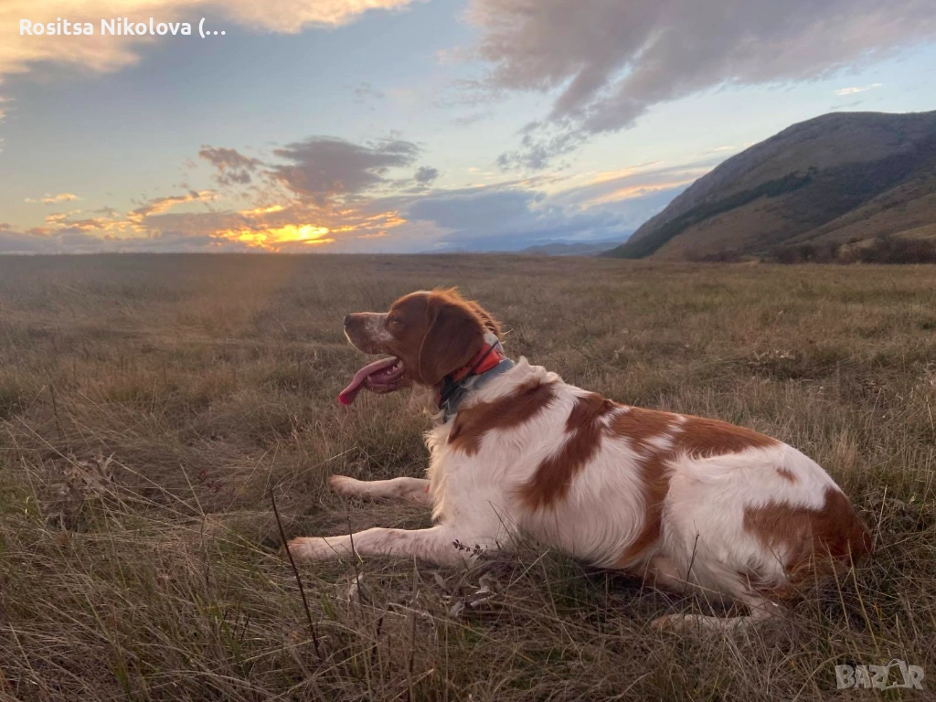 Търси се!! Изгубено / откраднато куче - бретон!, снимка 1