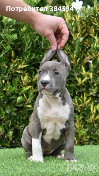 Sini amerikanski stafordshirski terieri, снимка 1