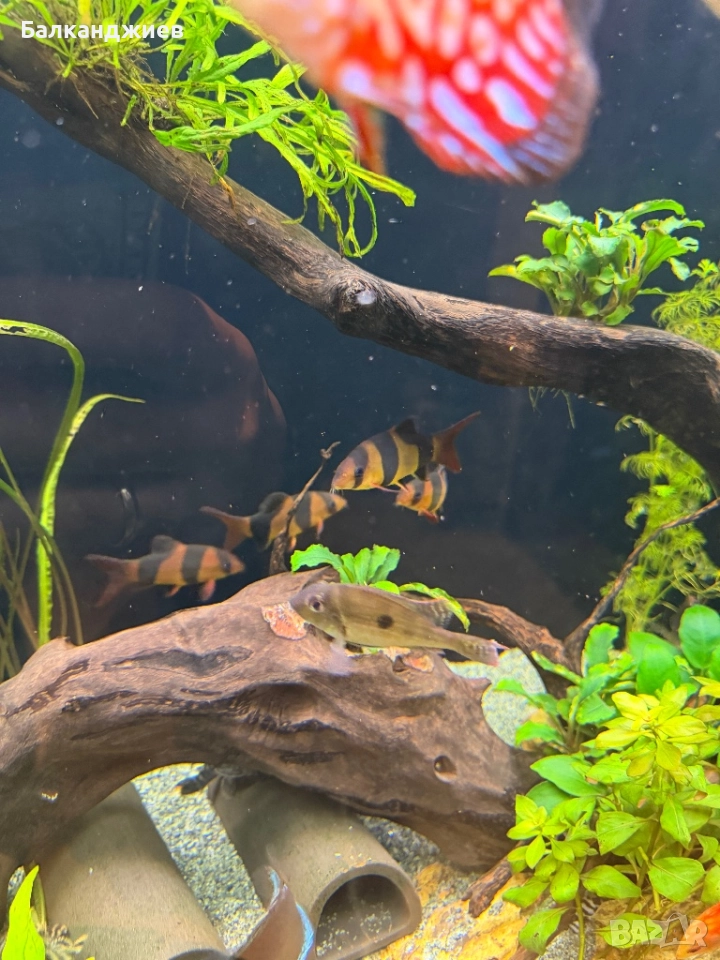 Боция макраканта 5бр 7-8 см, снимка 1