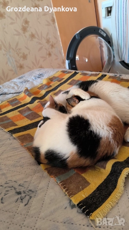 Подарявам котета, снимка 1