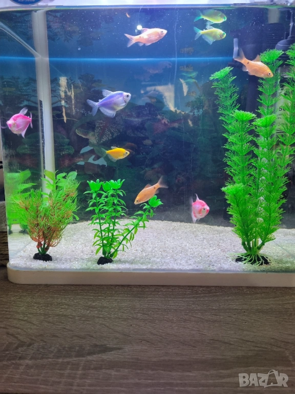 Аквариум с живи рибки (9 броя) и оборудване, снимка 1