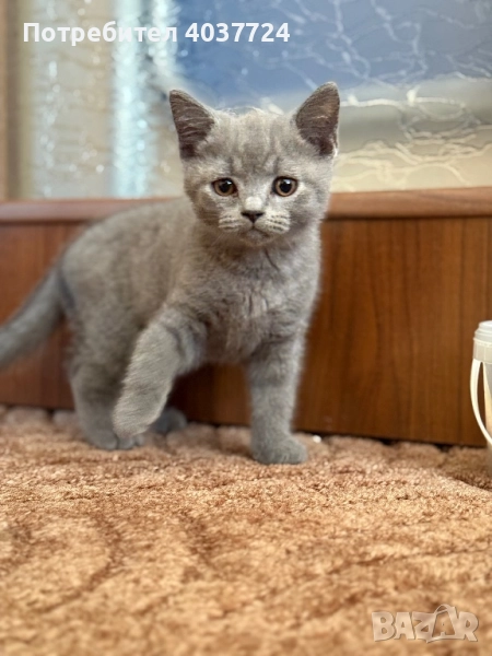 Британски късокосмести котенца, снимка 1