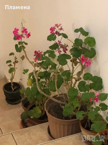 Мушкато , снимка 1