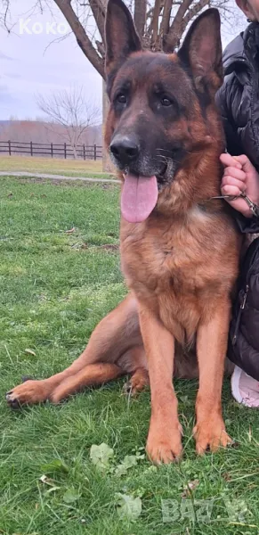 Страхотен мъжкар за разплод, снимка 1