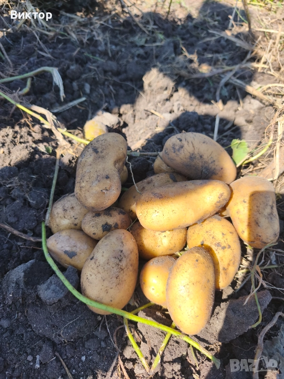 Продавам семена картофи, клас B, сортове Сорая и Аризона, снимка 1