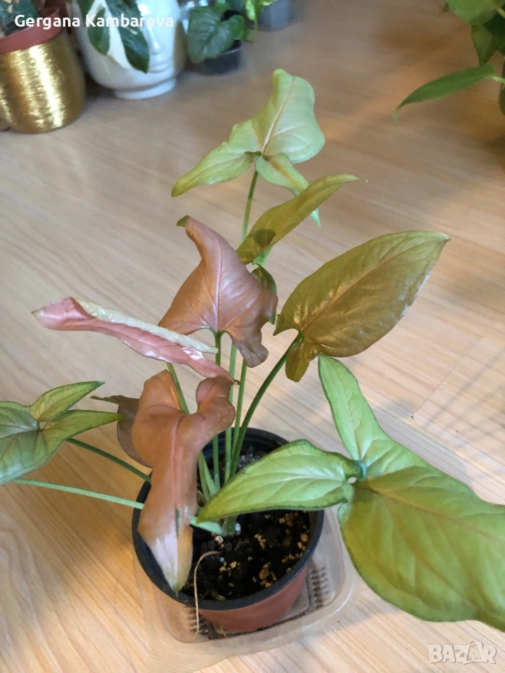 Syngonium Regina Red , снимка 1