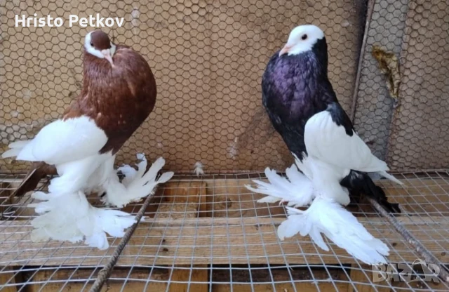 Продавам 4 чифта и 1 младо Седлати Гушести , снимка 4 - Гълъби - 50737868